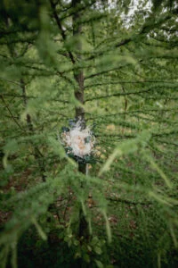 The bridal bouquet hanging in a pine tree