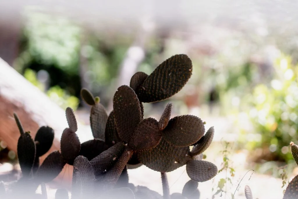Prickly pear cactus growing against a stone wall